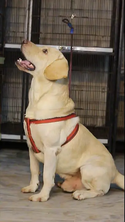 British labrador male available for sale — photo 3