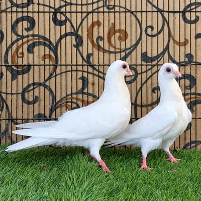 Budhapest Young Pair | Pigeon | High Quality | Fancy Kabootar For sale