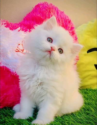 Persian cat for sale 2 month Age