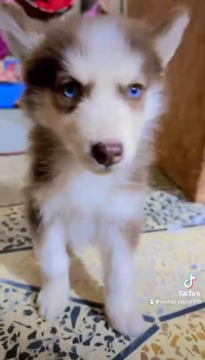 Pure Husky Female for Sale   Pure B reed Husky  Female Puppy