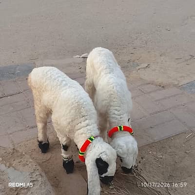 2 chaki Waly dumbay