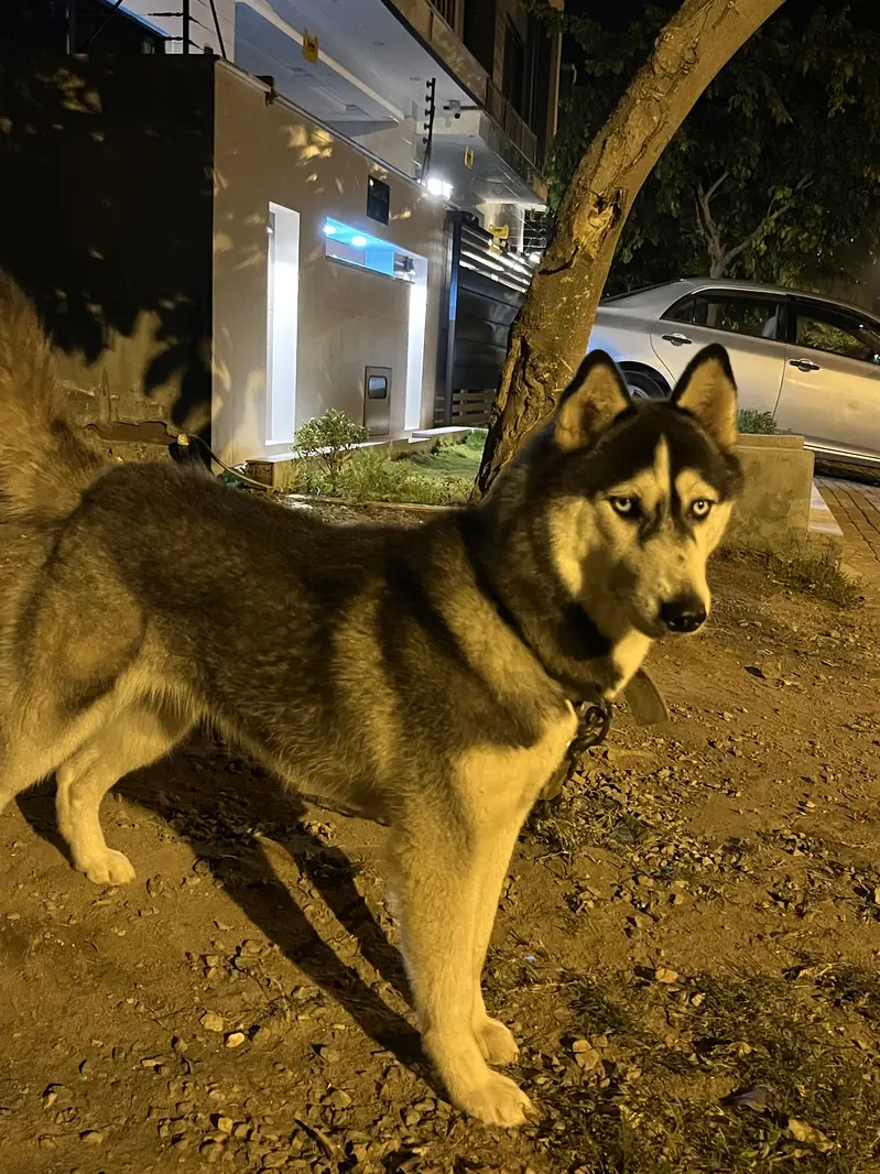 Siberian Husky Female For Sale — photo 4