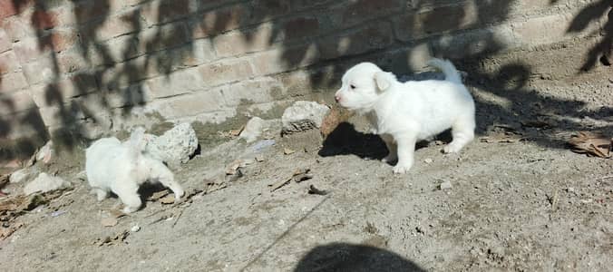 white poodle puppy
