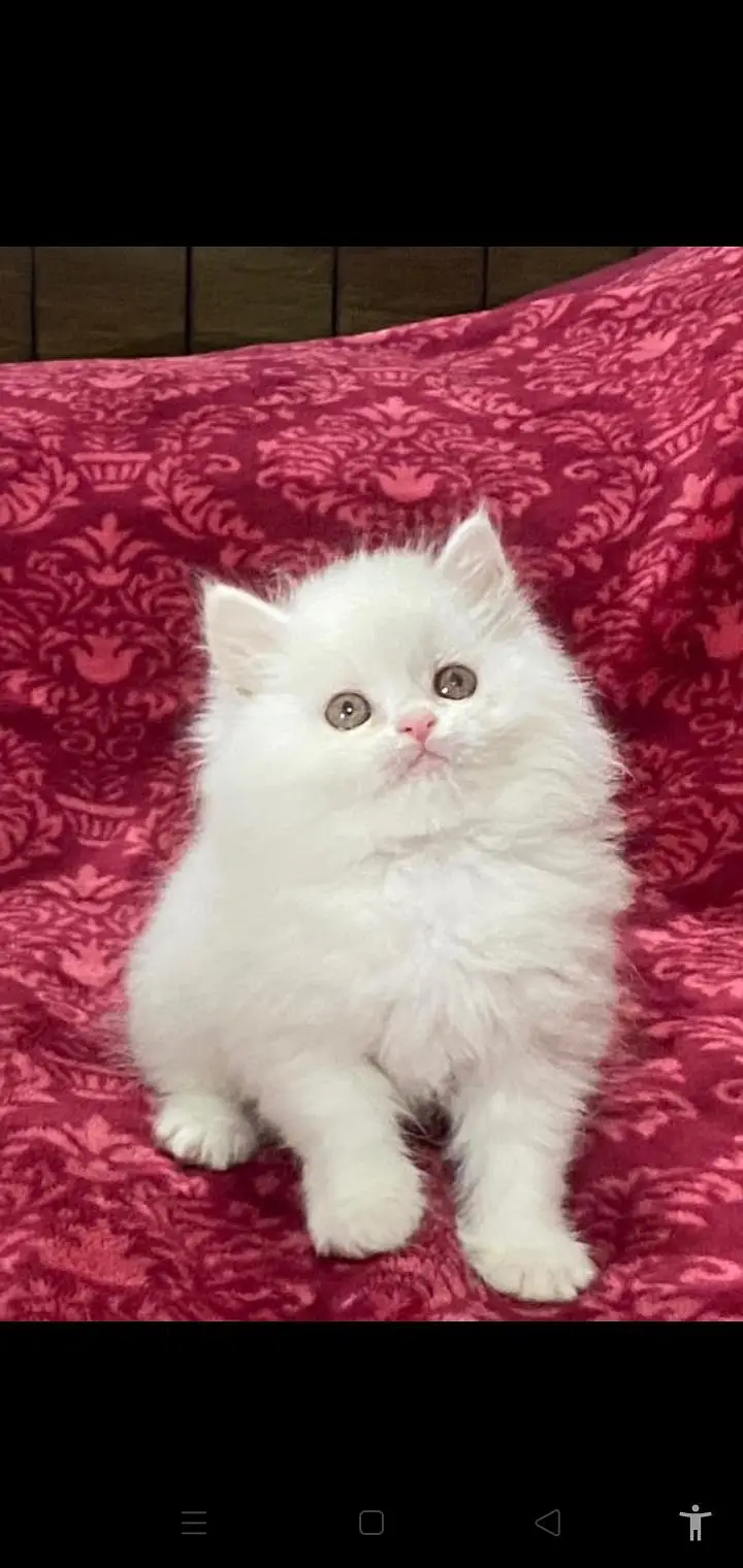 Low Kittens Price/ White Persian kittens/ Cats/ Male/ Female — photo 3