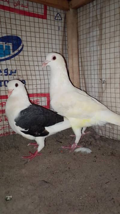 fancy pejon full breeder he exchange possible
