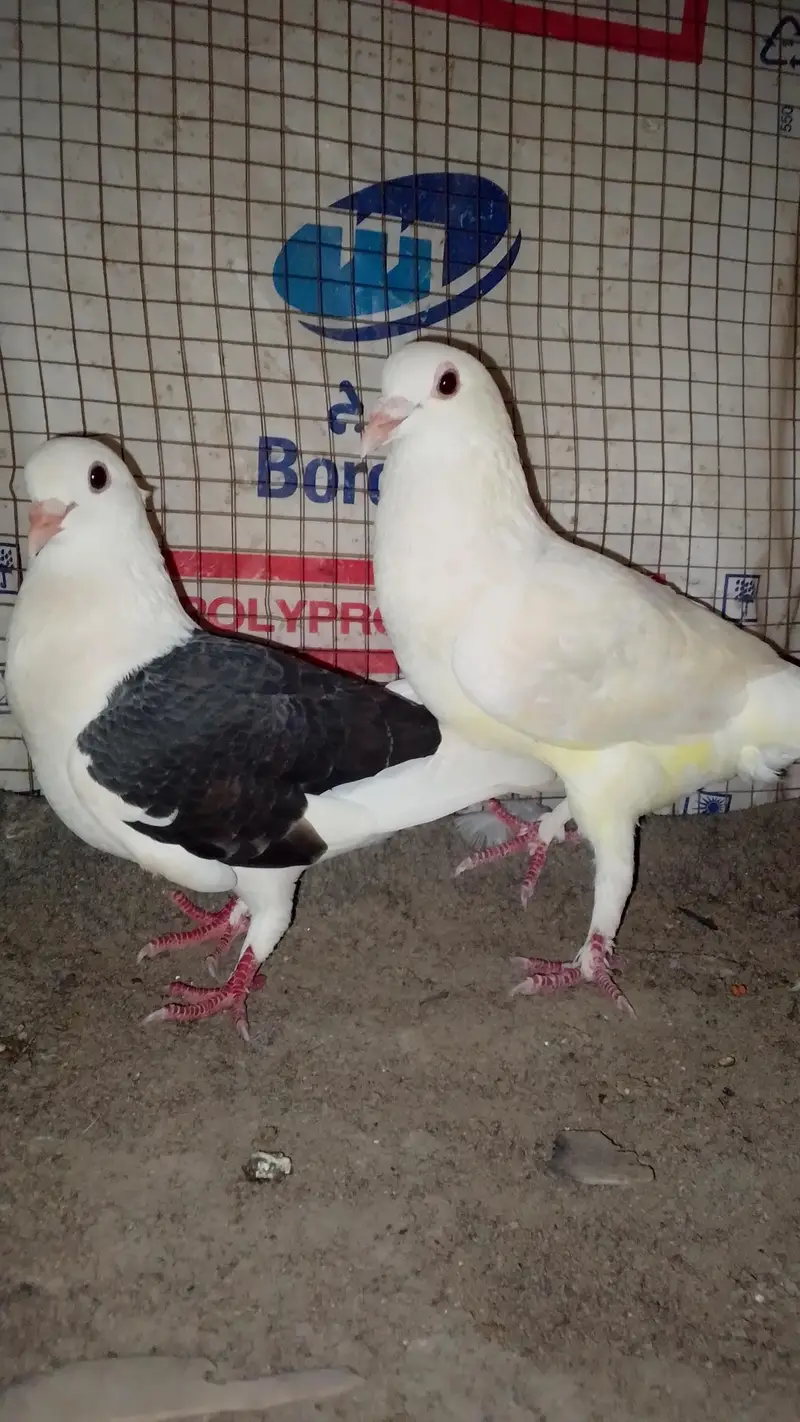 fancy pejon full breeder he exchange possible — photo 2