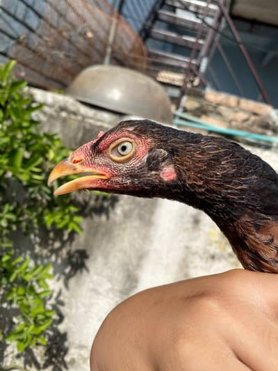 amroha bloodline female