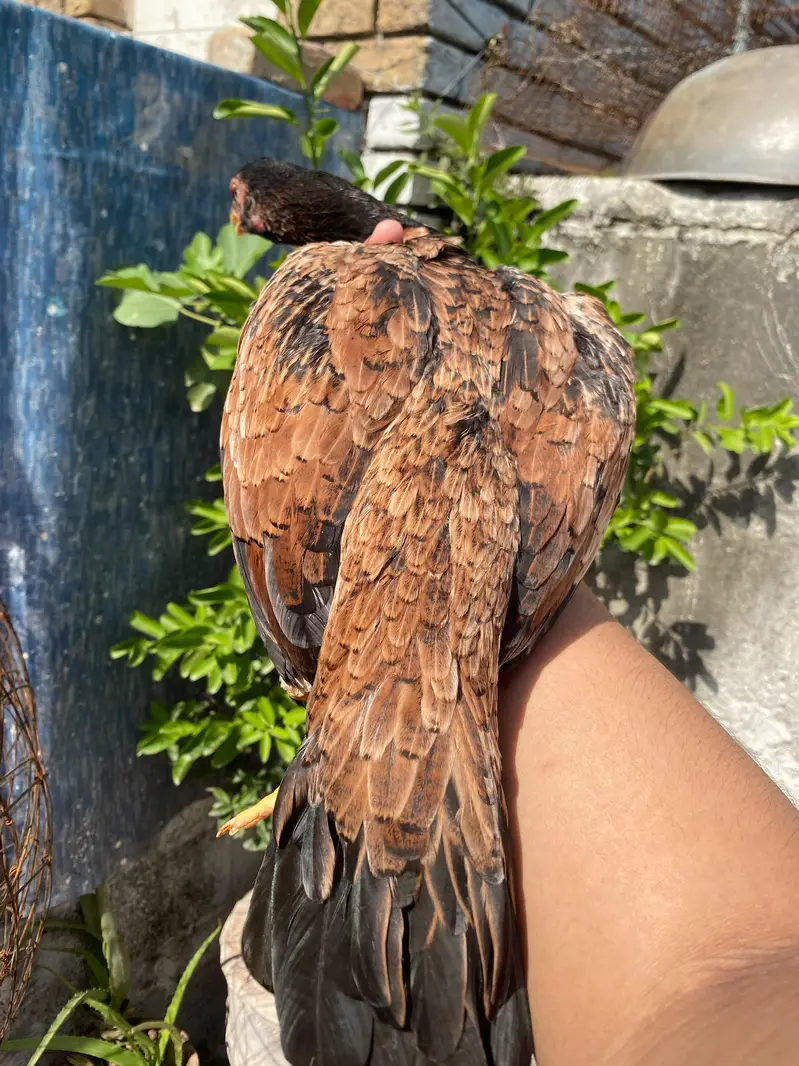 amroha bloodline female — photo 2