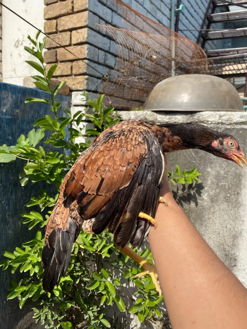 amroha bloodline female — photo 4