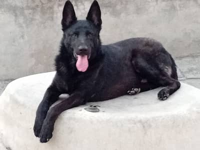 black male german shpepher for sale in lahore