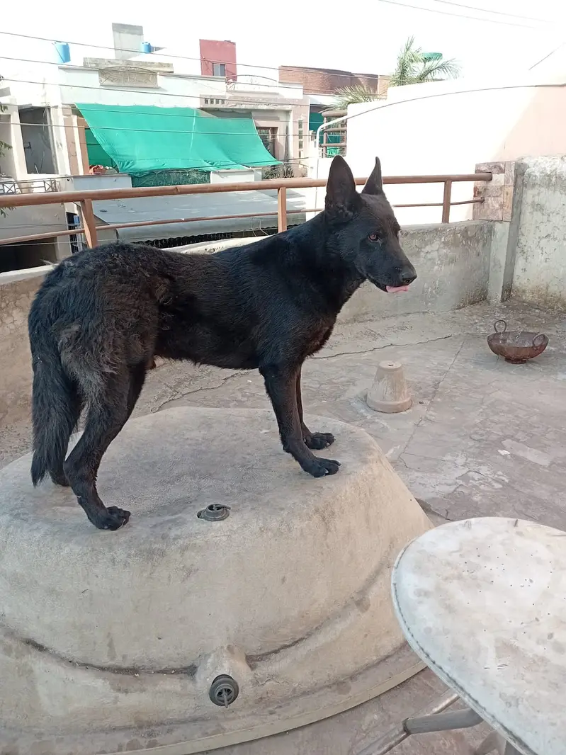 black male german shpepher for sale in lahore — photo 2