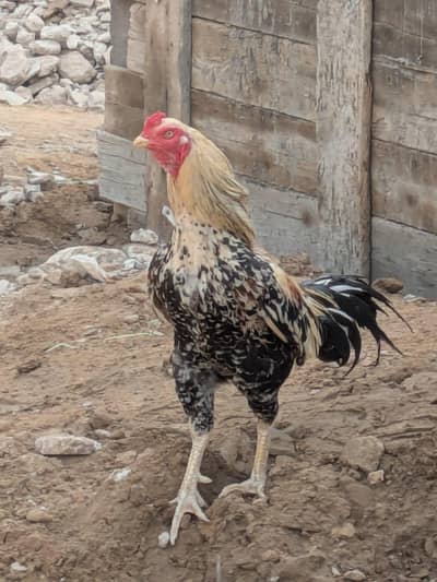 aseel breeder murga | java aseel | miawali.