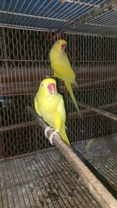 yellow pair big size
