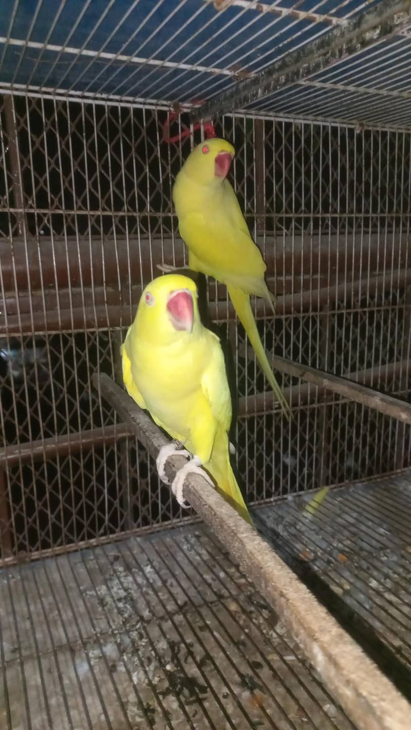 yellow pair big size 0