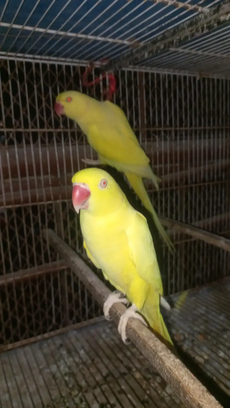 yellow pair big size — photo 2