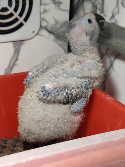 GREY parrot chick's available CONGO SIZE