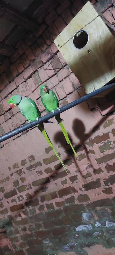 Raw parrot healthy& smart