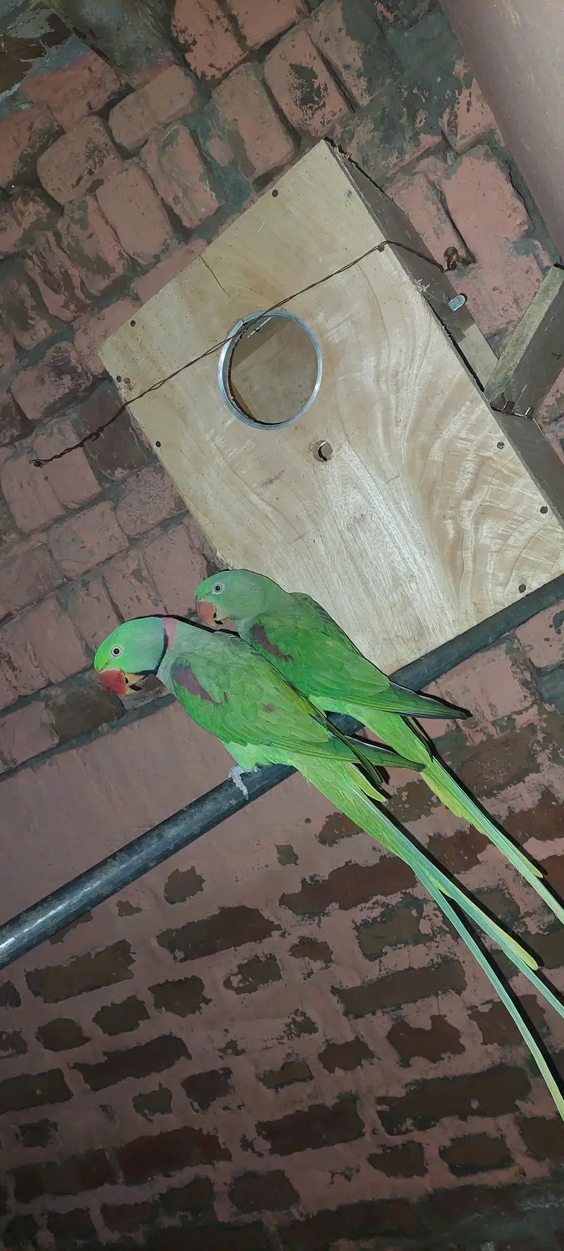 Raw parrot healthy& smart — photo 2