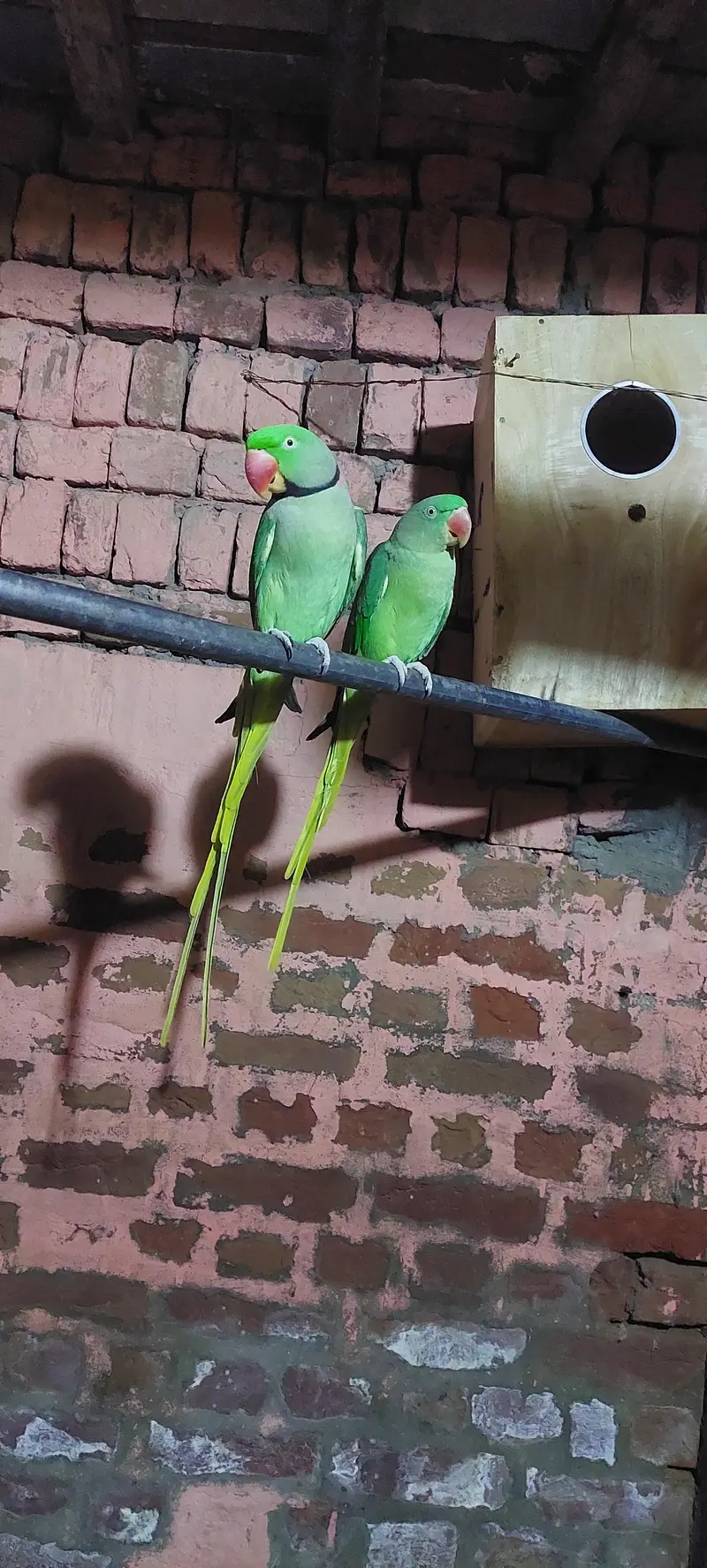 Raw parrot healthy& smart — photo 3