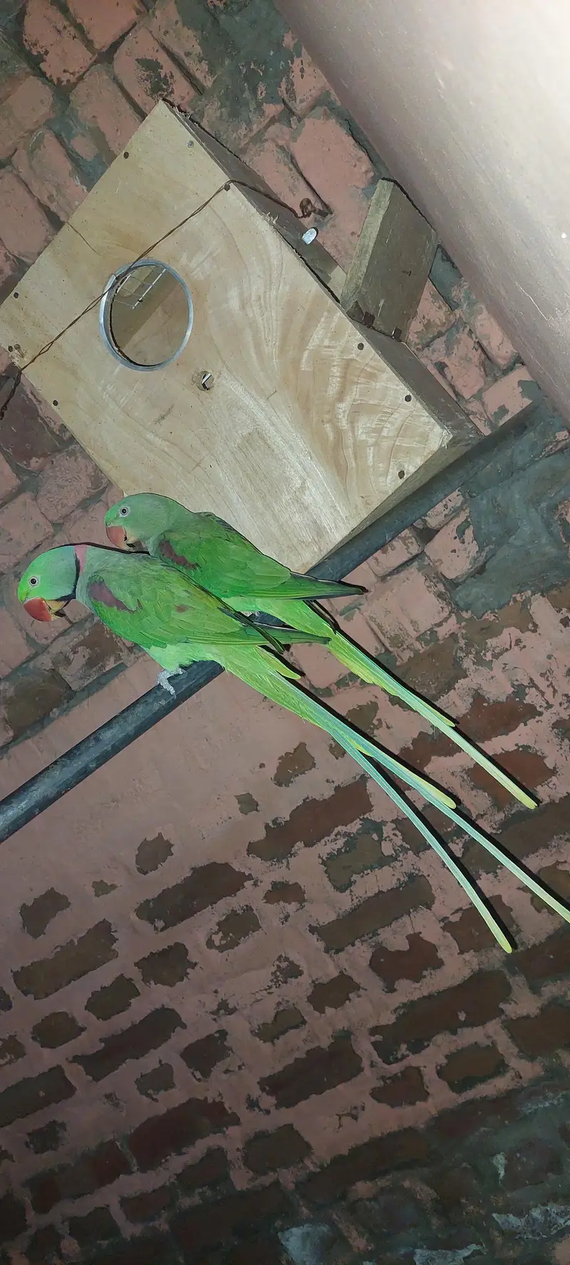 Raw parrot healthy& smart — photo 4