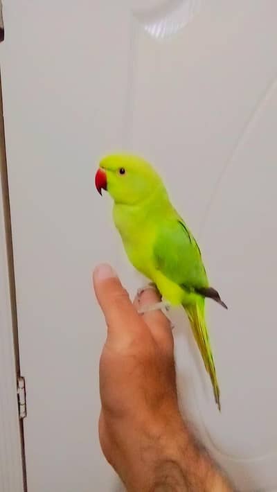03369510495 Parrot for sale handtame
