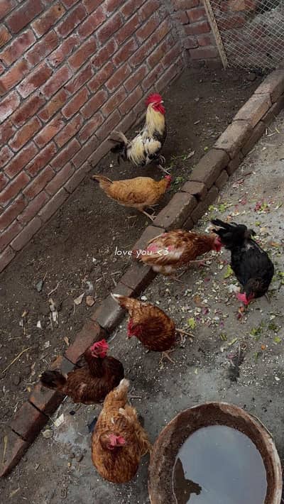 Hens available