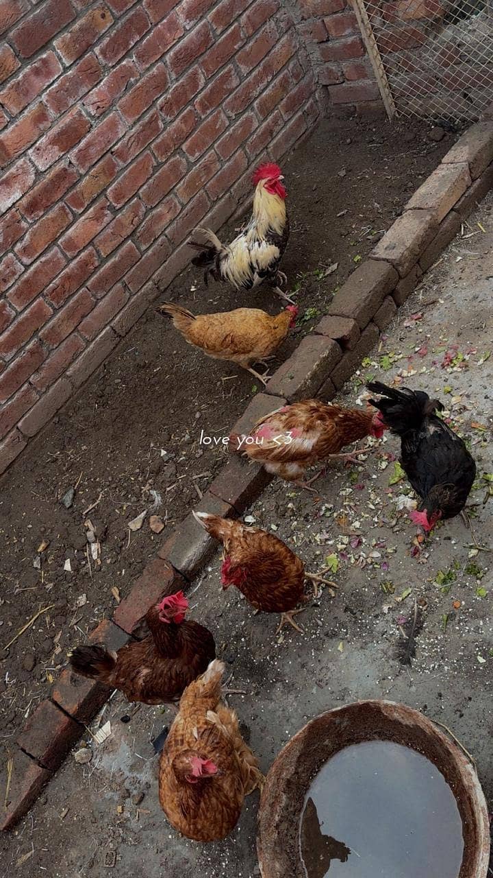 Hens available 0