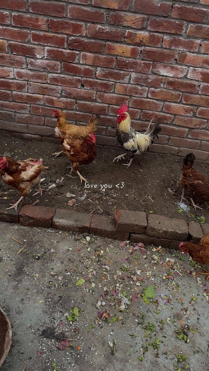 Hens available 1