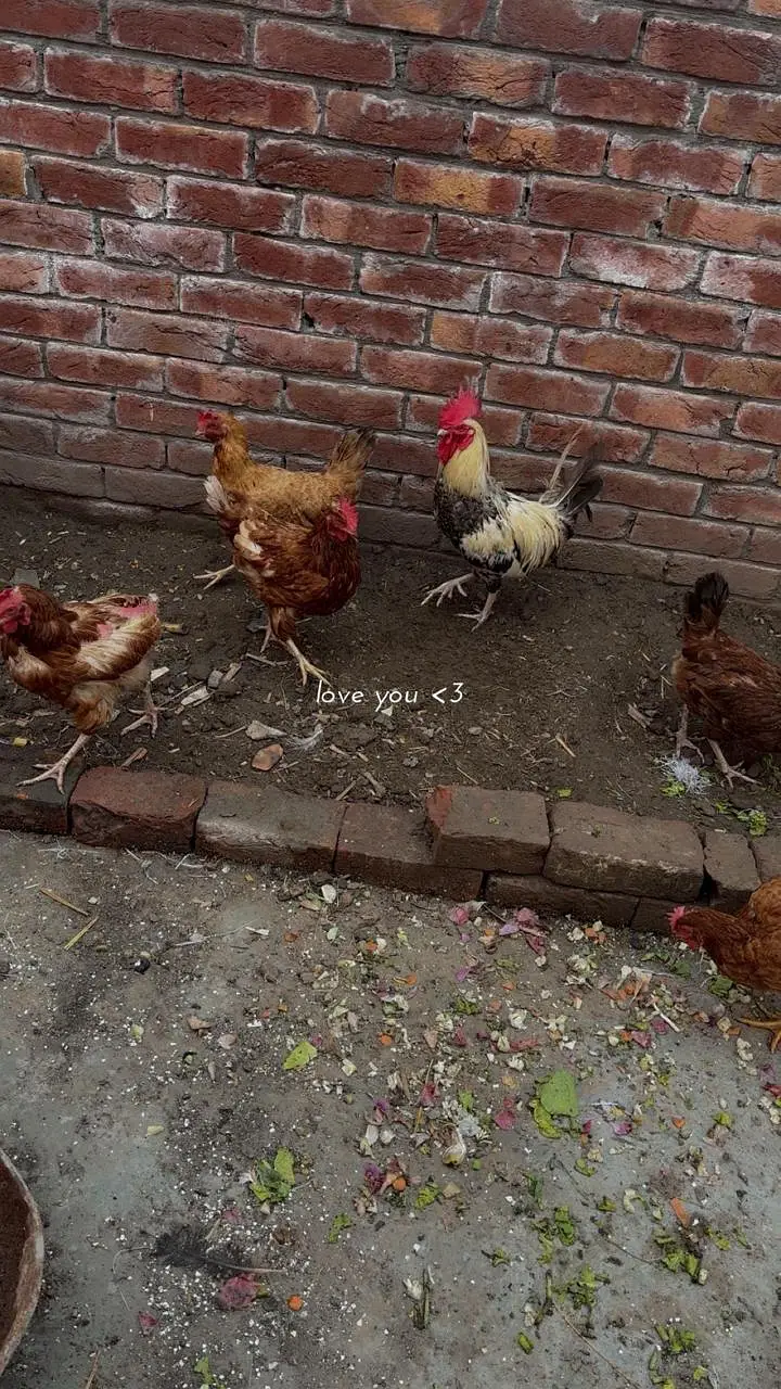 Hens available — photo 2
