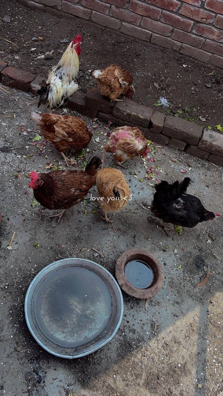 Hens available 2