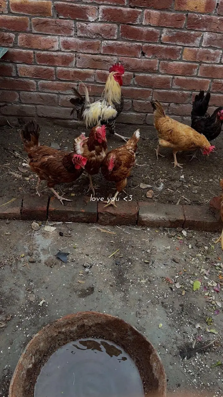 Hens available — photo 4