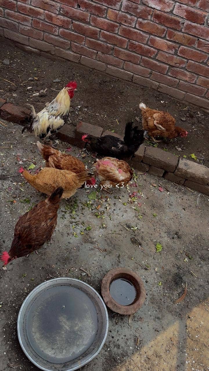 Hens available 4