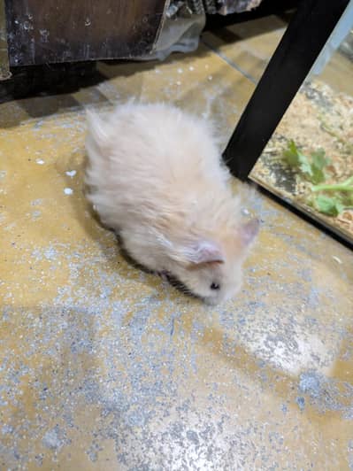 Hamster Male