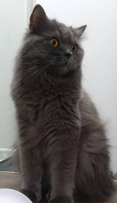 Persian cat
