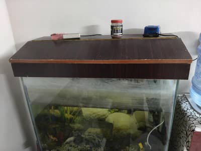 Fish Aqurium