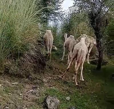 Camel kids