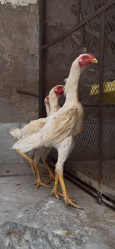 white aseel shamo