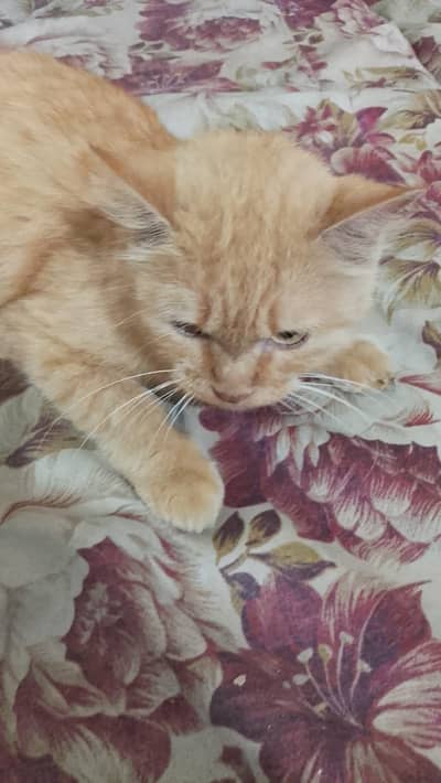 persian cat for sale
