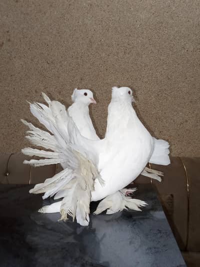 American fantail silver or black mukhi