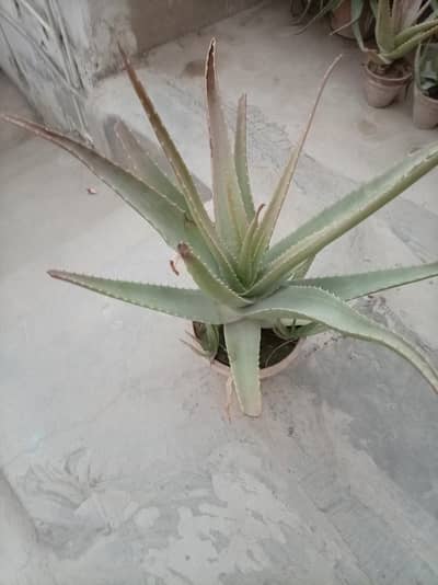 Alovera Gel Plant