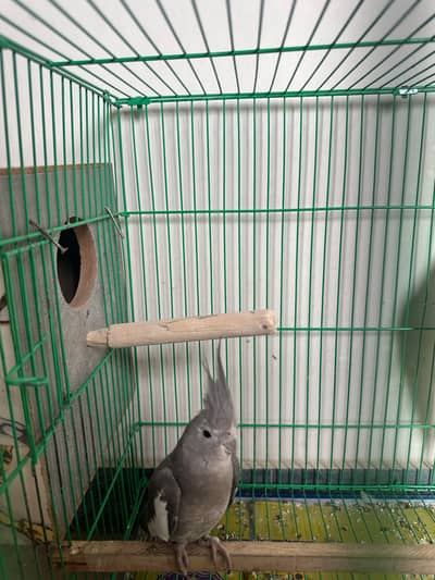 Breeder Female
