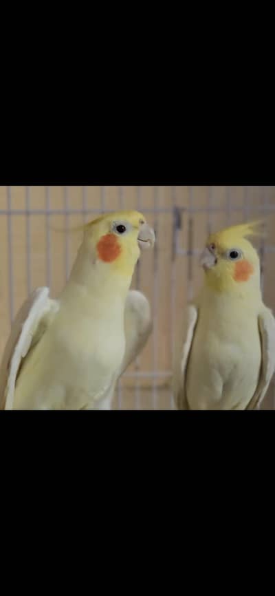 Albino Red eye white pair and a Lutino yellow pair