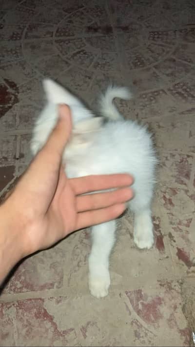 Original double code person cat