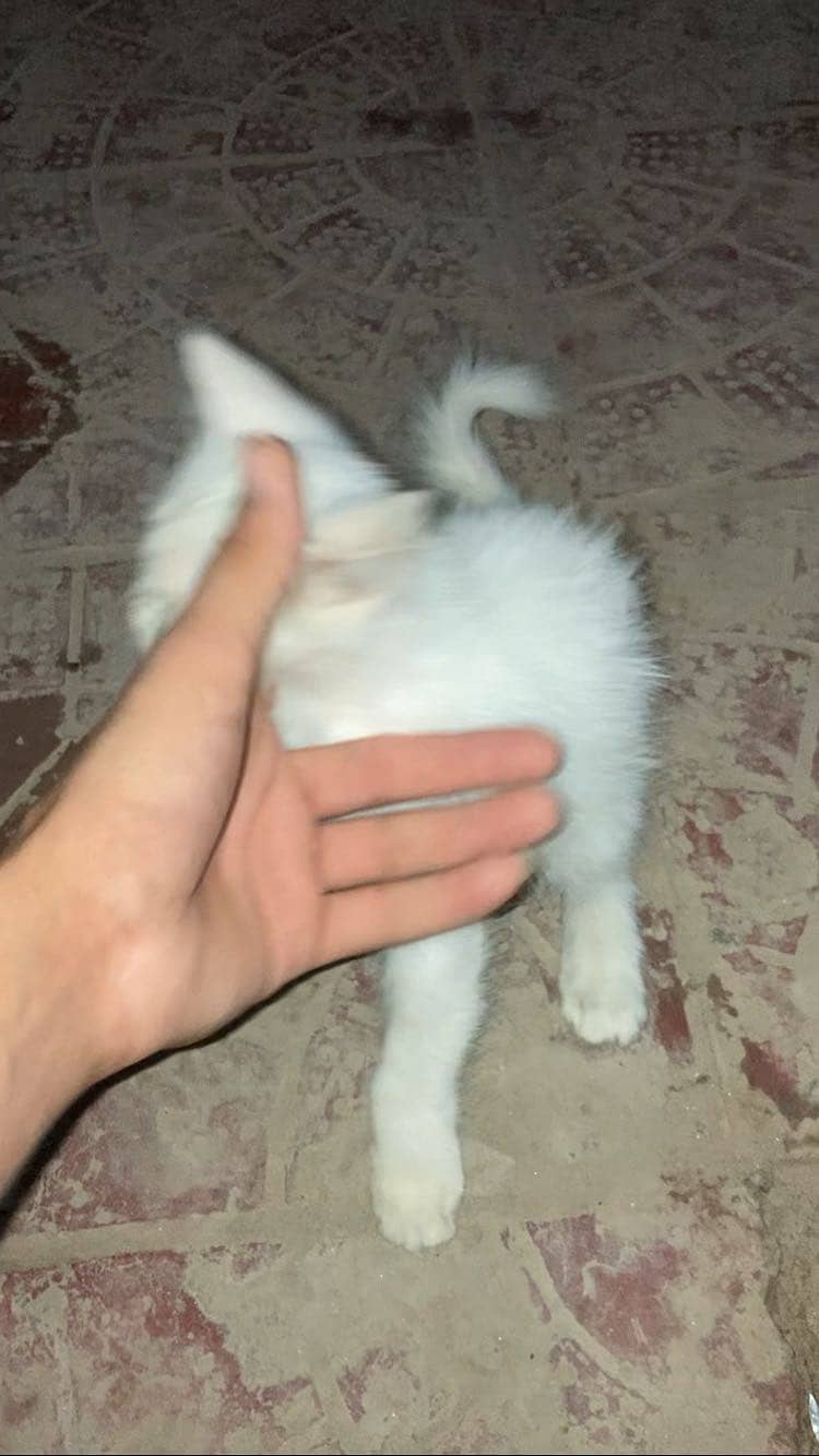Original double code person cat 0