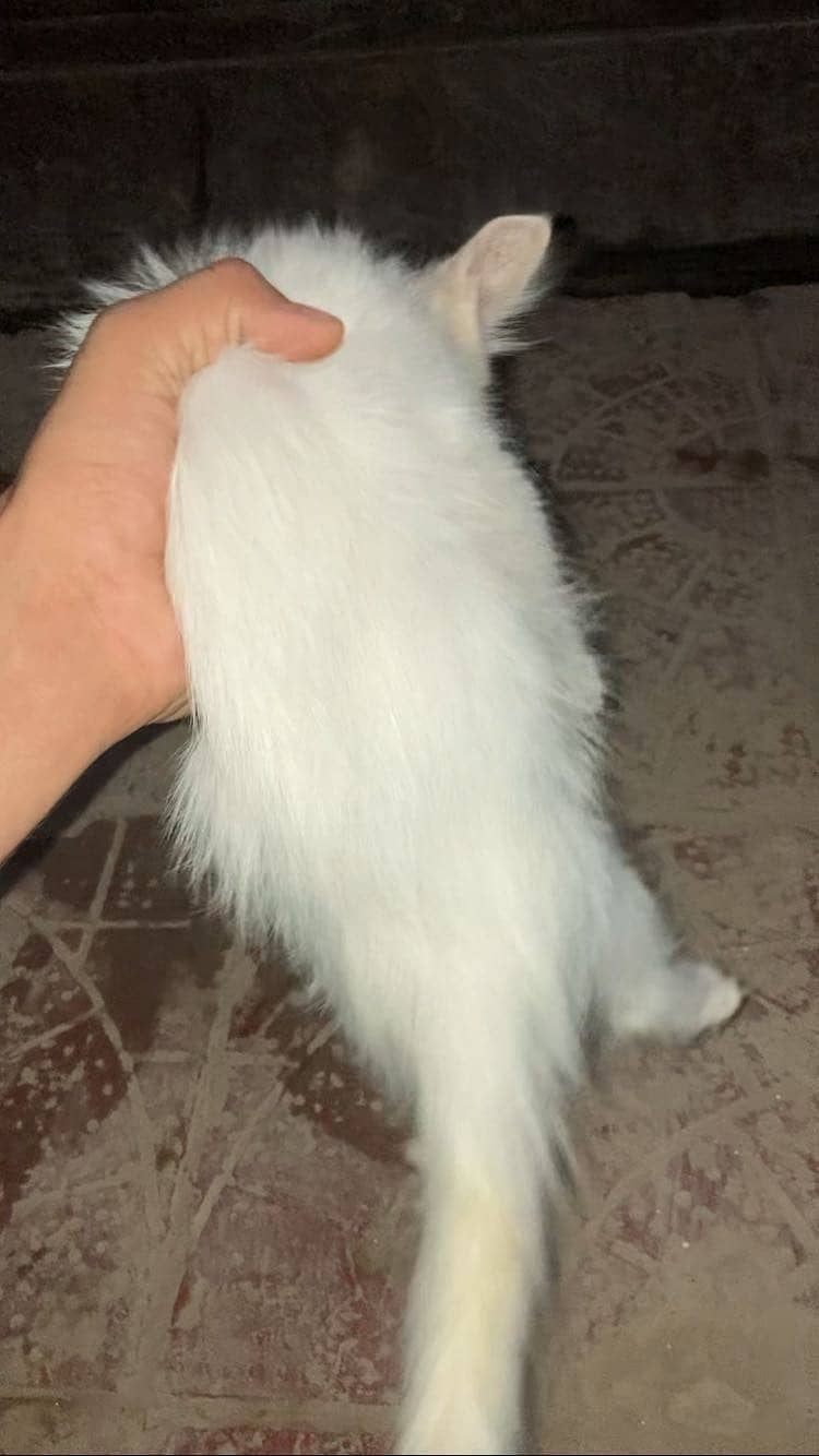 Original double code person cat 1