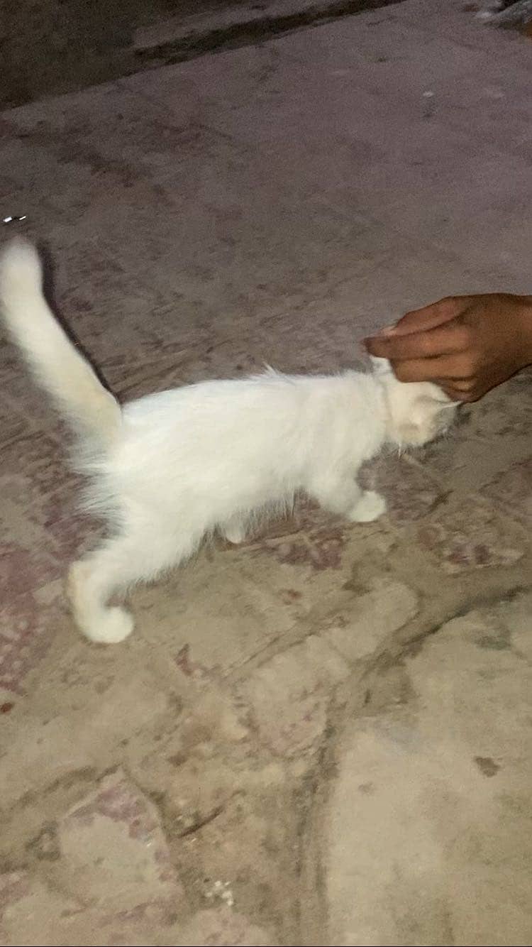 Original double code person cat 2