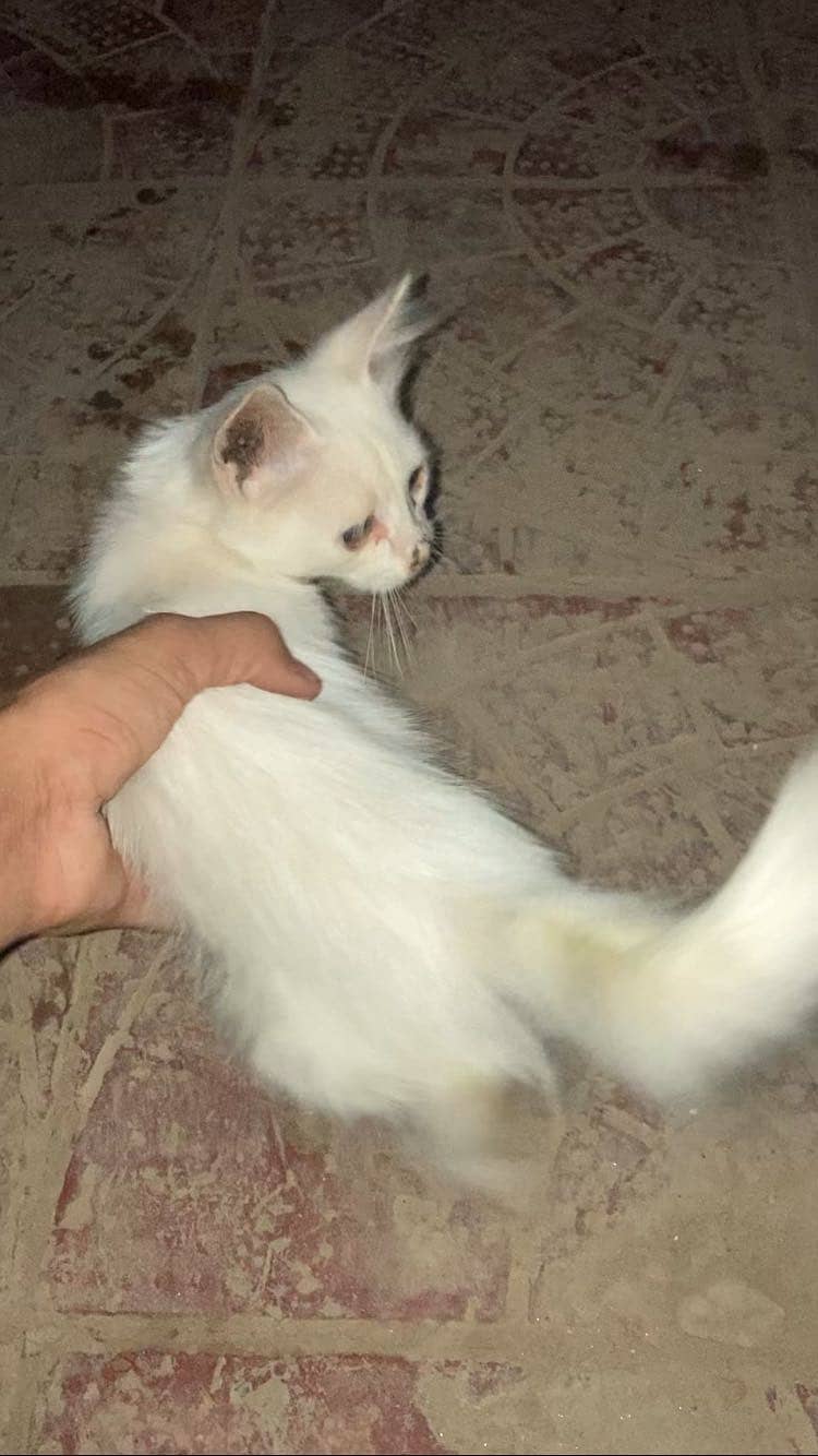 Original double code person cat 3