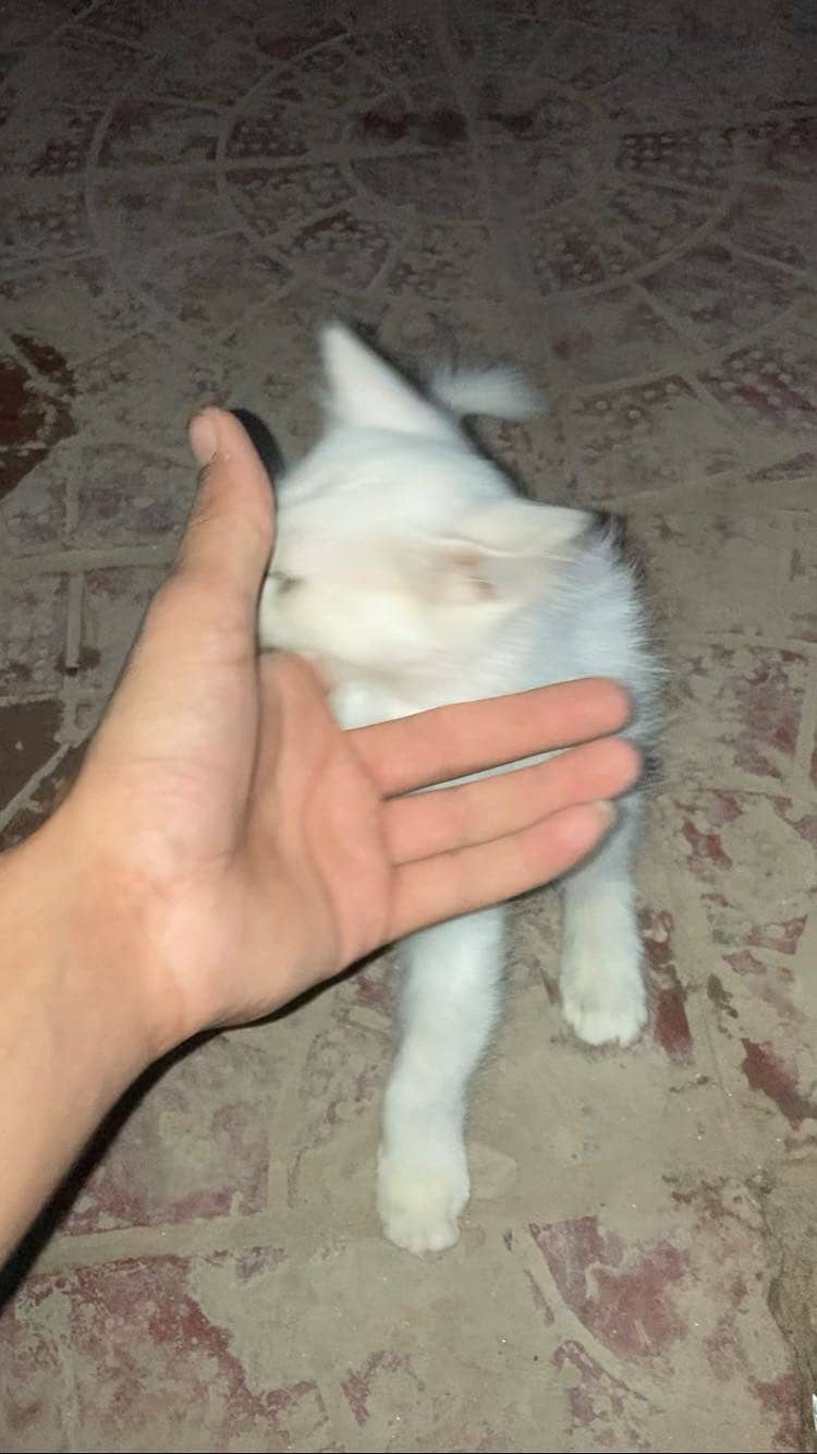 Original double code person cat 4