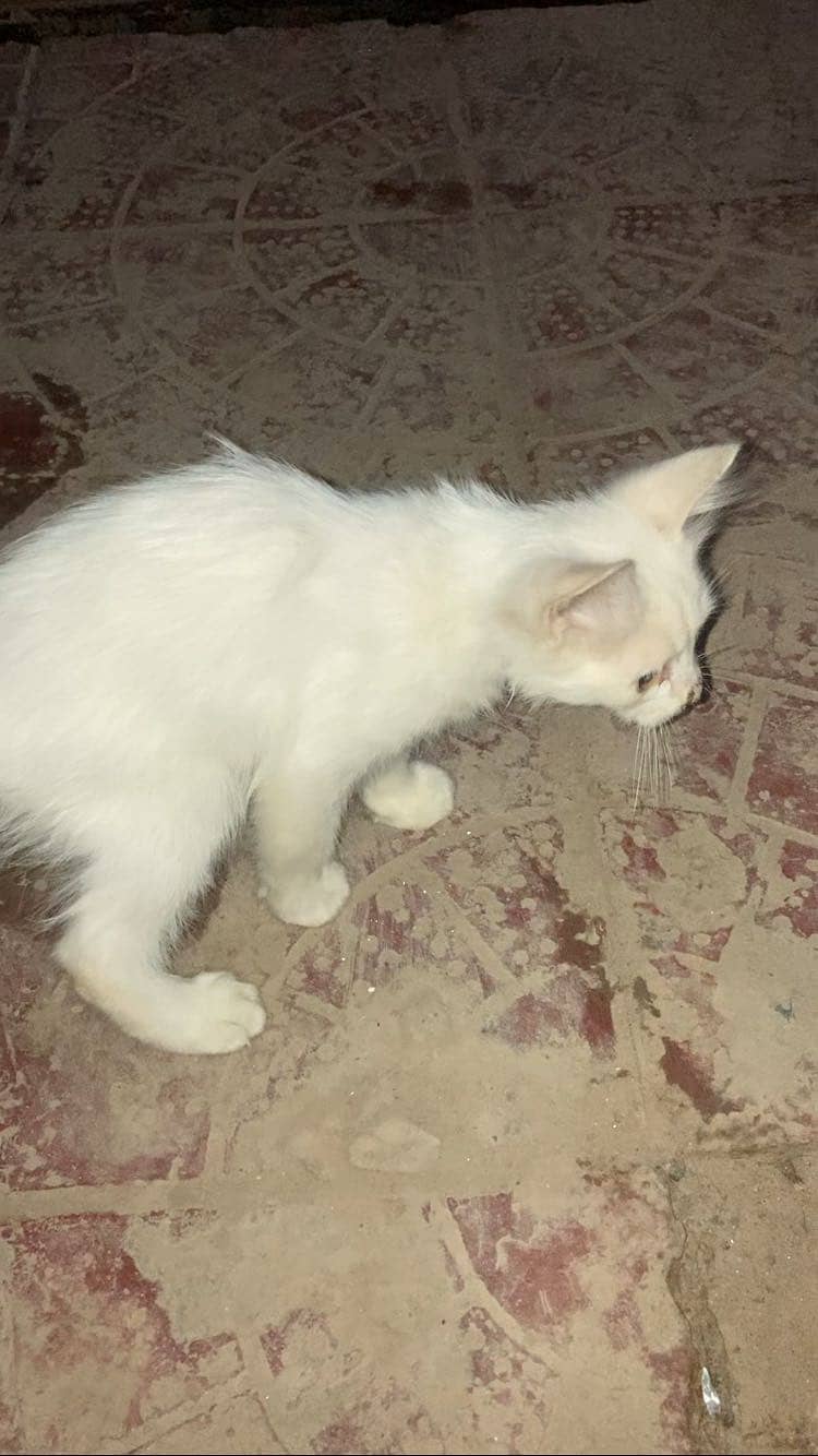 Original double code person cat 5