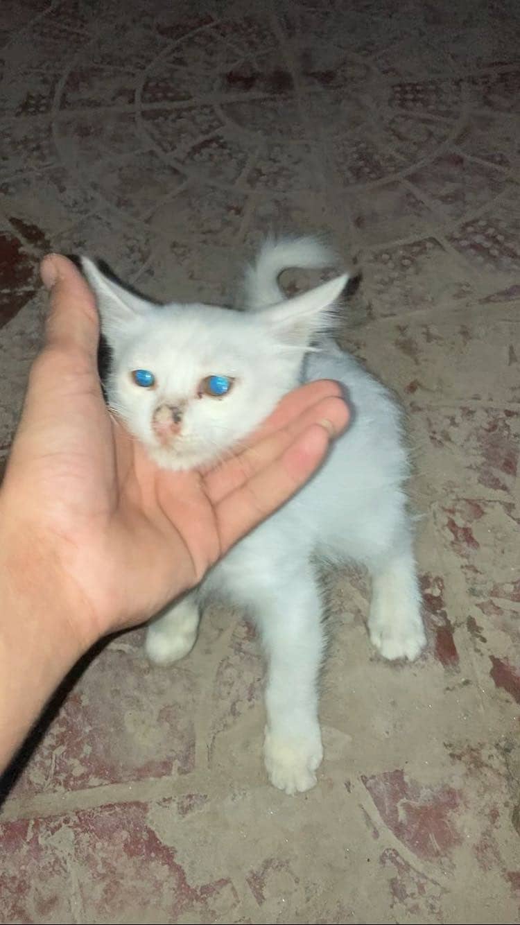 Original double code person cat 6